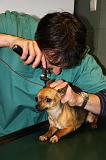 AUSCULTATION 004